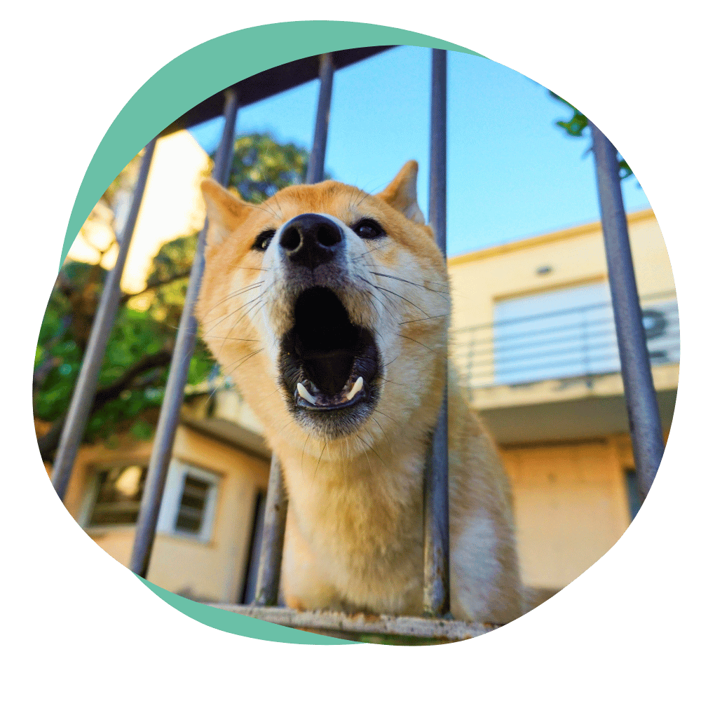 barking dog