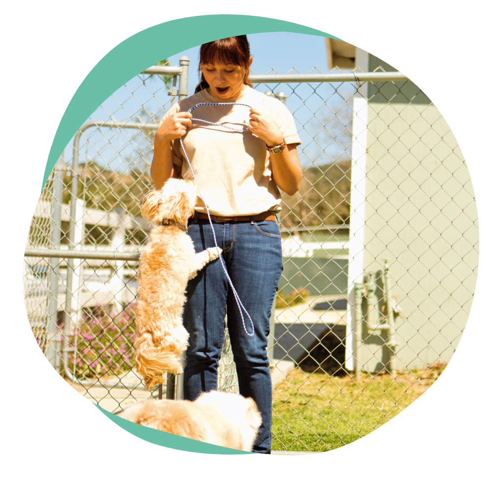 small white dog jumps on a young woman