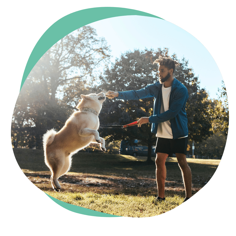 a fluffy light brown dog jumps at a man