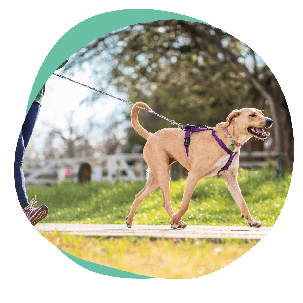 leashpulling3 a yellow dog wears a purple harness and pulls on a leash