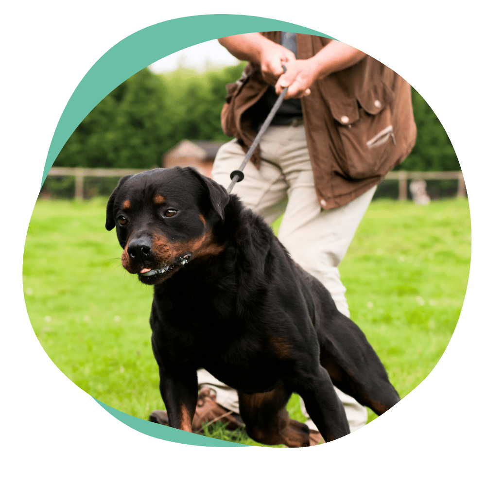 leashpulling a black and brown dog pulls on a leash held by their person