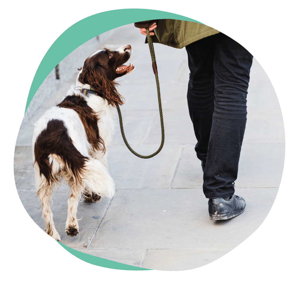website photo-17 a brown and white dog getting trained to walk nicely on leash