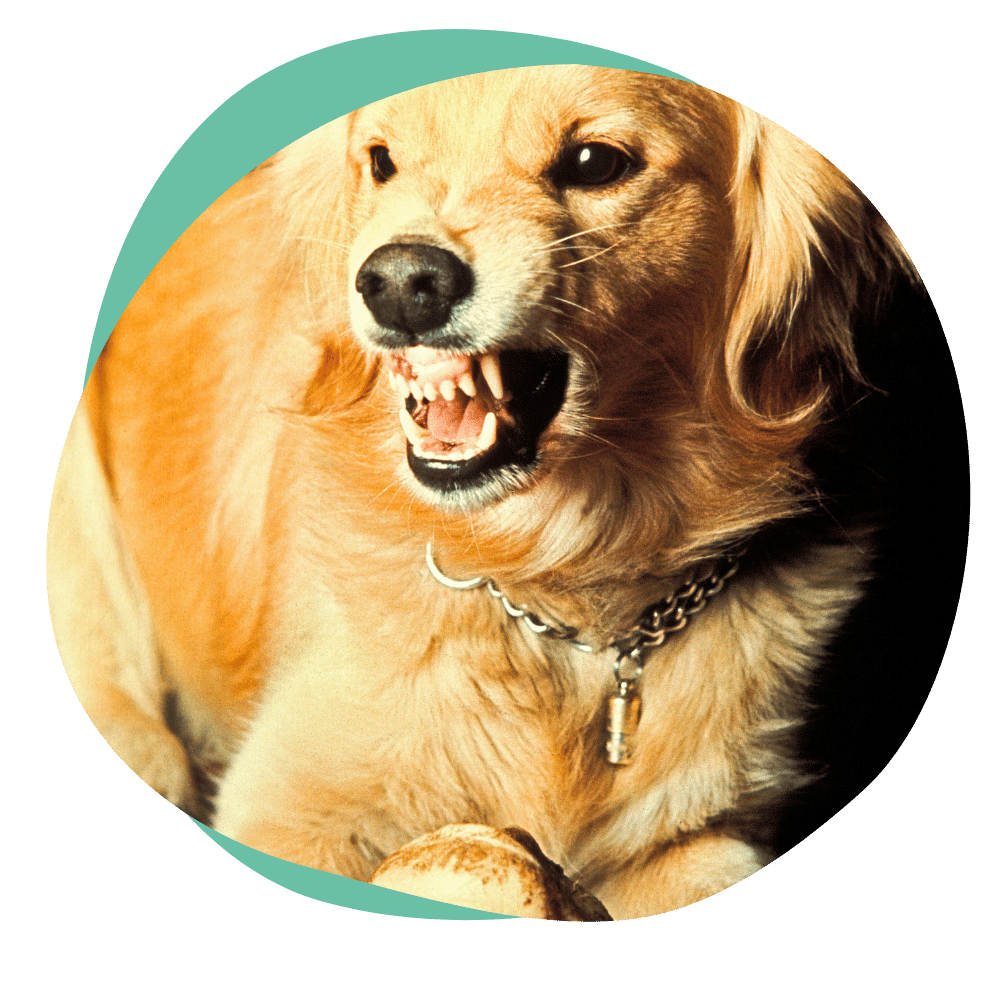 resourceguarding yellow dog snarling