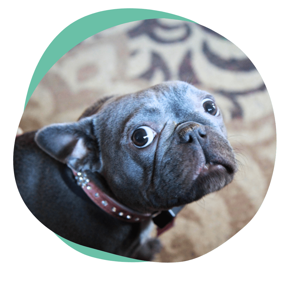 a blue frenchie shows whale eye and pins its ears back