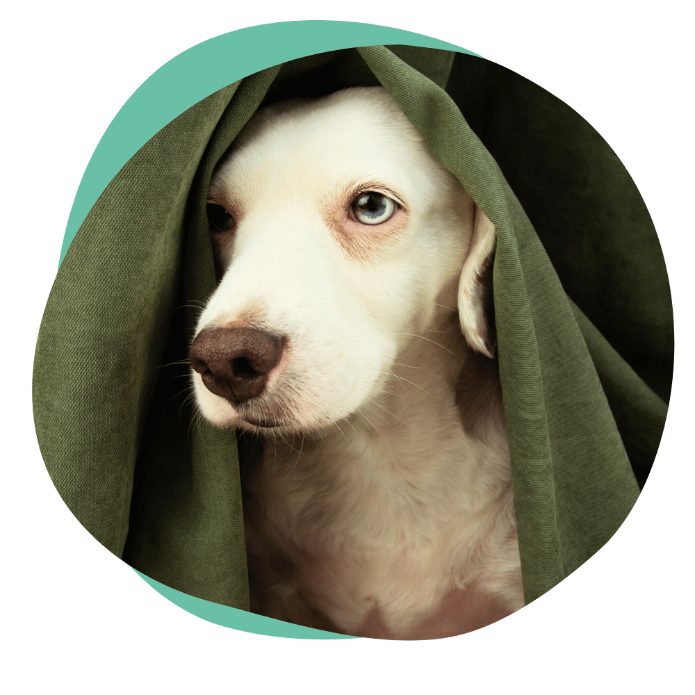 a white dog hides under a blanket