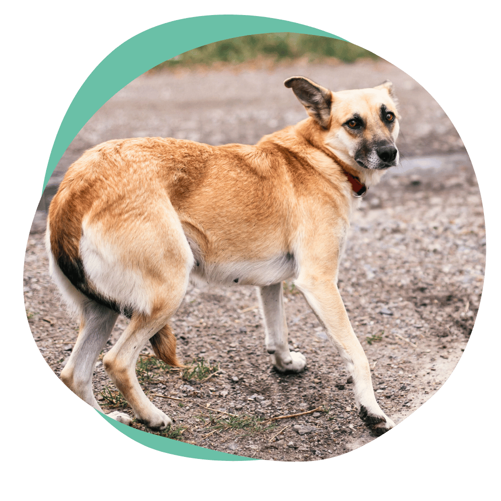 a brown dog with its tail tucked