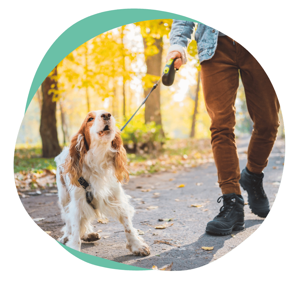 brown and white dog pulling on leash and barking