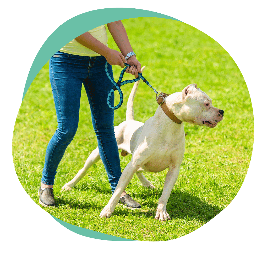 aggression3 a white dog snarls and lunges on leash