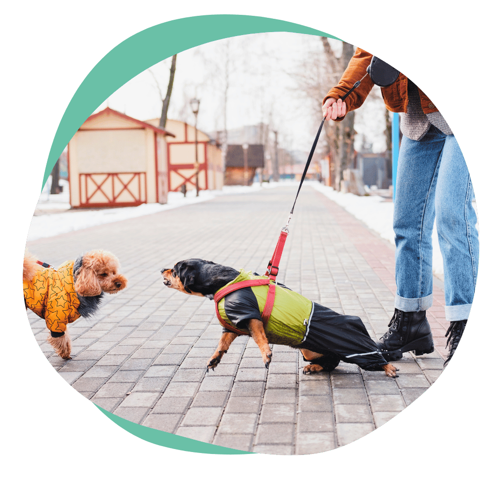 a small black and brown dog wearing a harness lunges and snarls at another dog