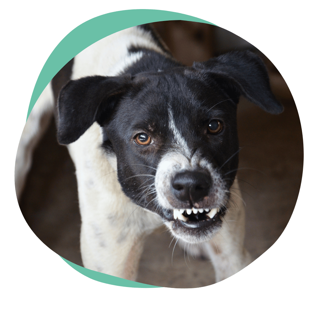aggression1 black and white dog snarling and baring teeth