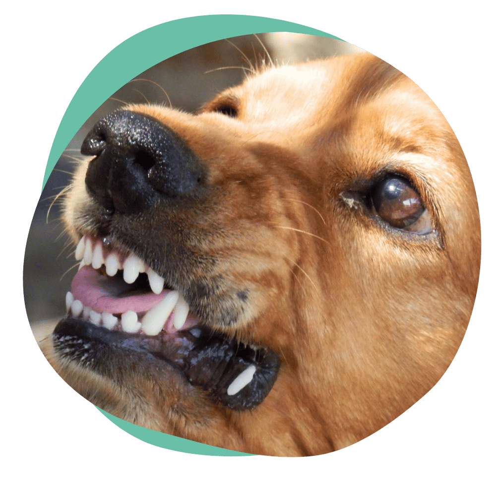 aggression2 a brown dog snarling and showing its teeth