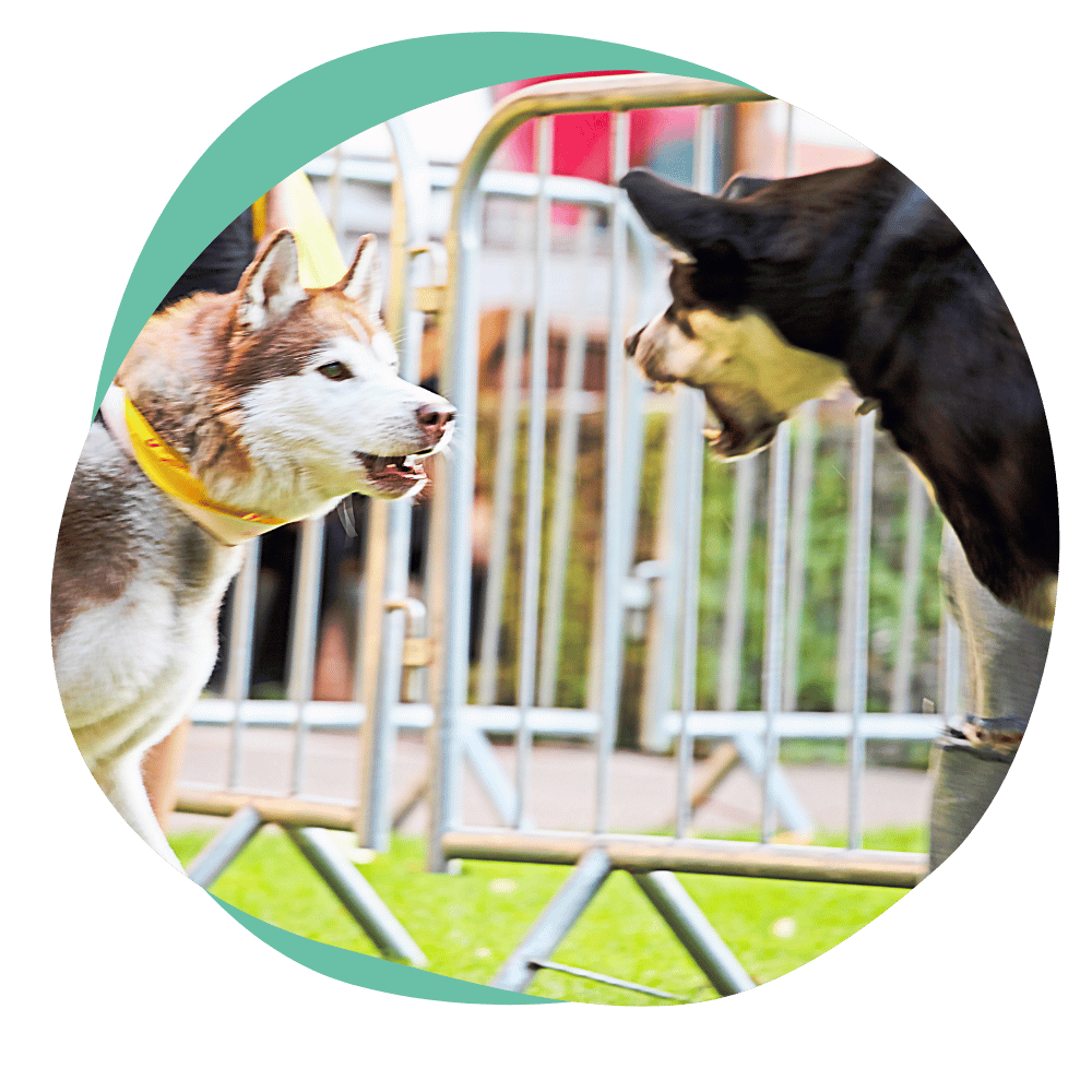 aggression4 two dogs snarl and bark at each other