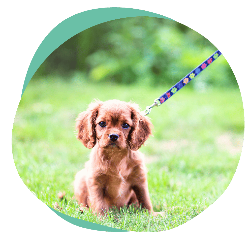 puppyleash2 a brown puppy wearing a leash sits in the grass