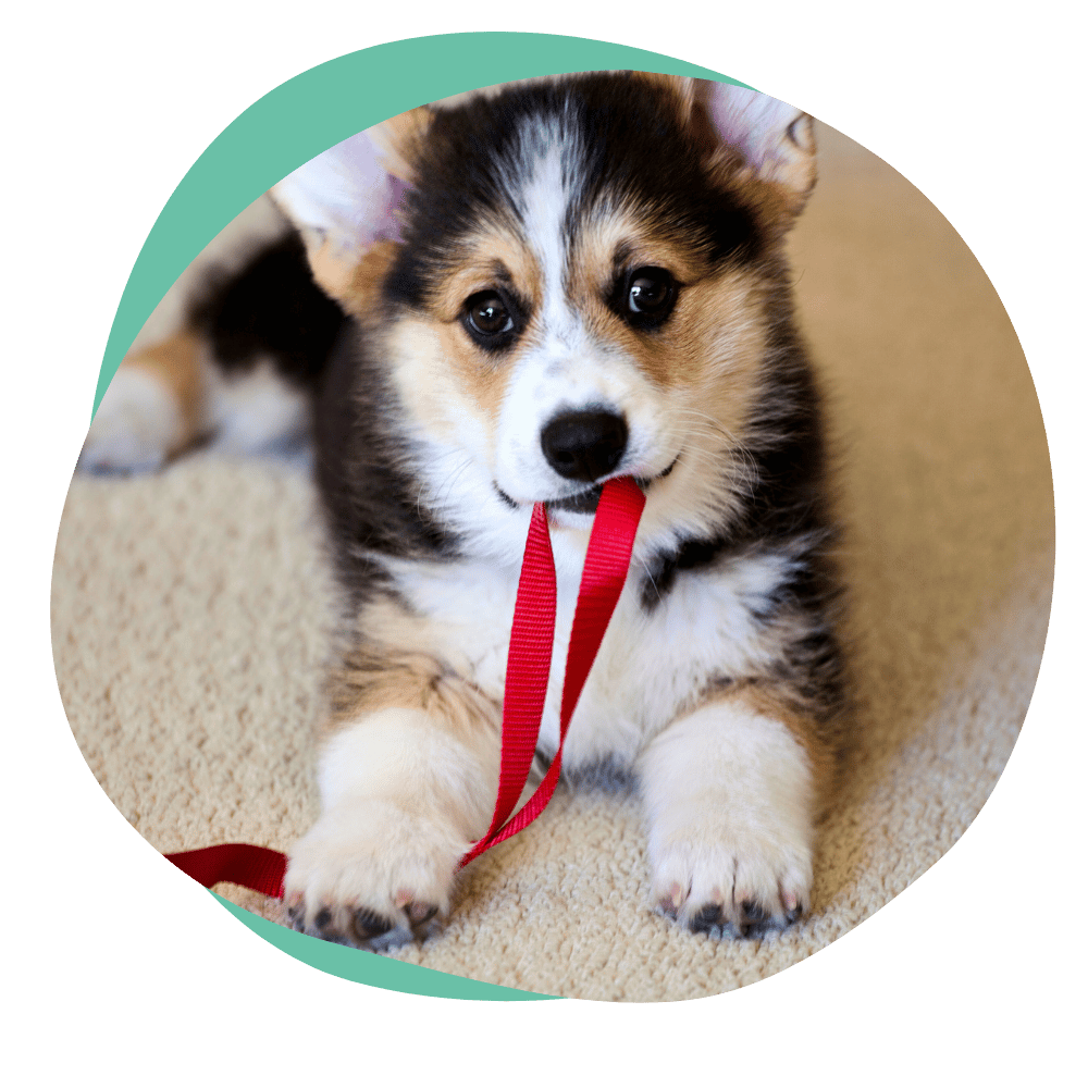 leashpuppy3 a brown, black, and white corgi puppy holds a red leash in its mouth