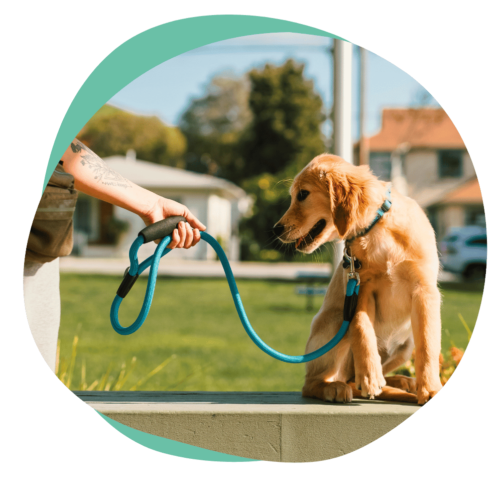 leashpuppy4 a golden retriever puppy wearing a teal leash sits on a cement wall. a person is holding the end of the leash.