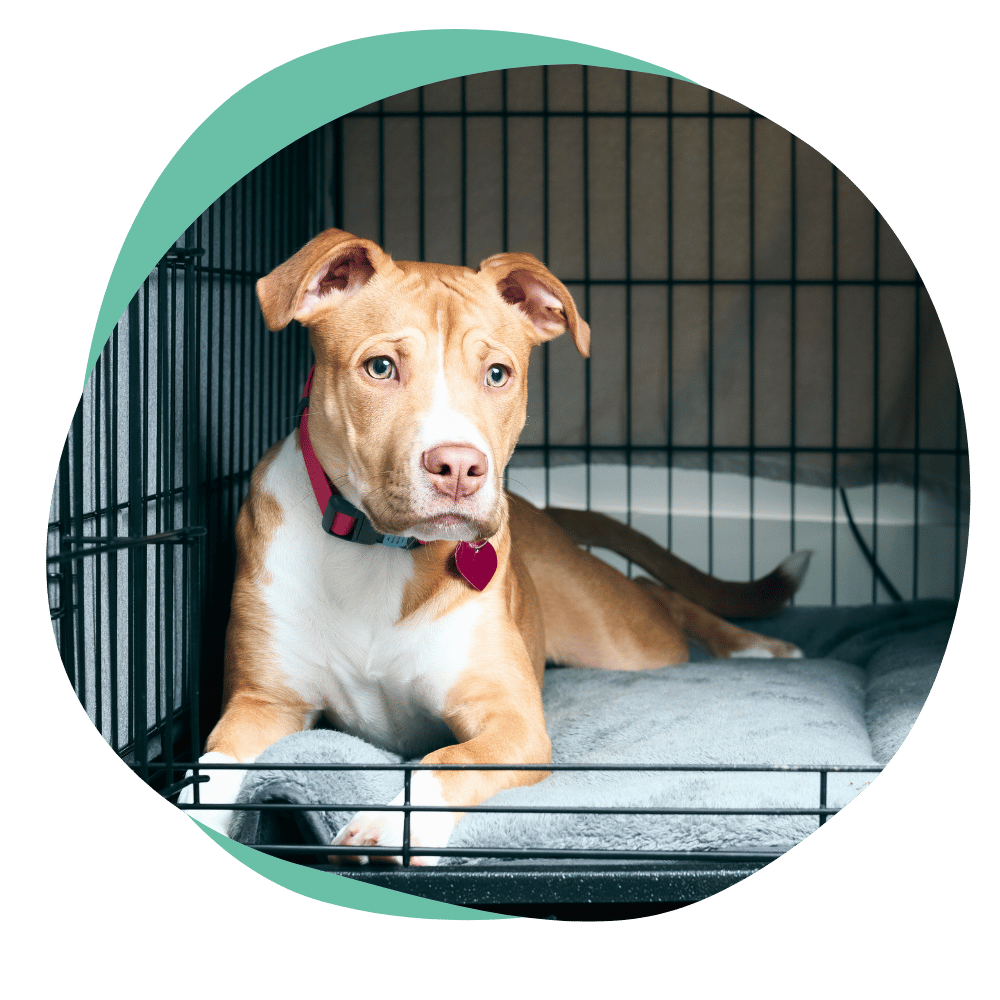 a brown and white puppy lies down in a crate