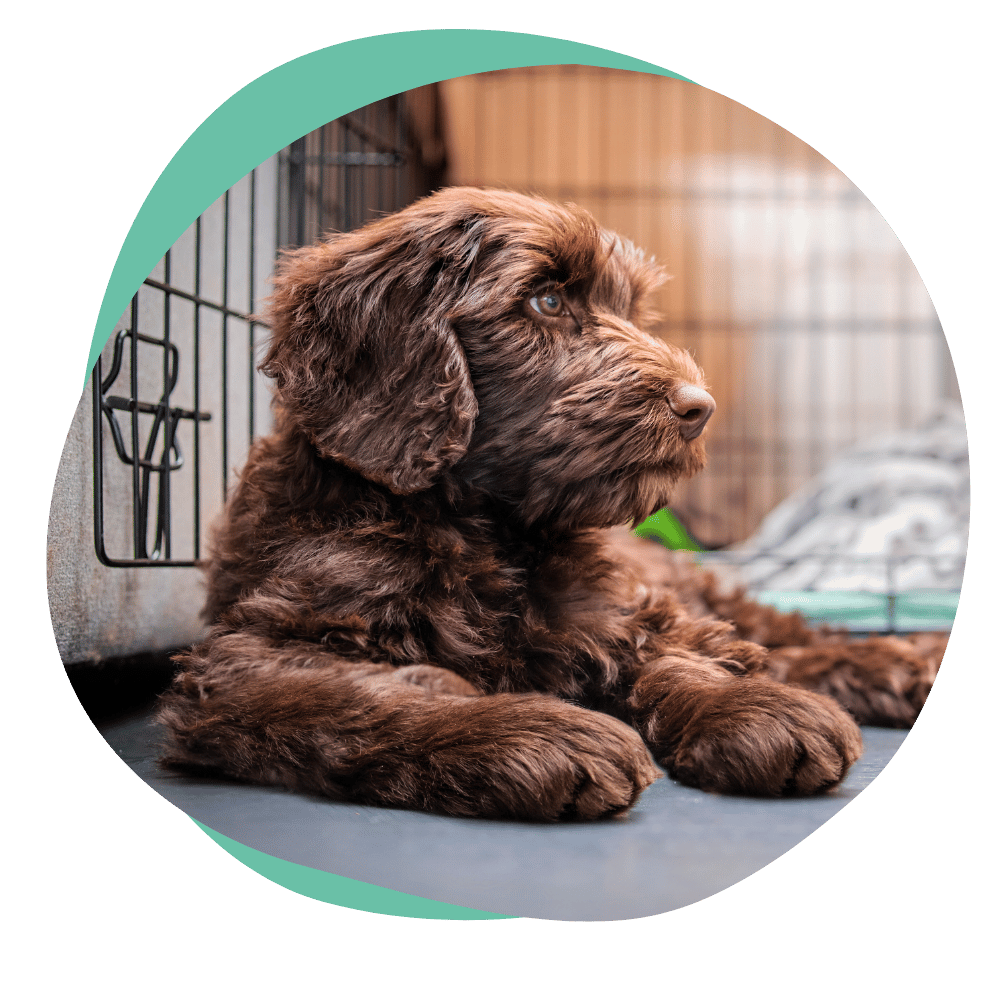 a brown puppy lies next to an open crate