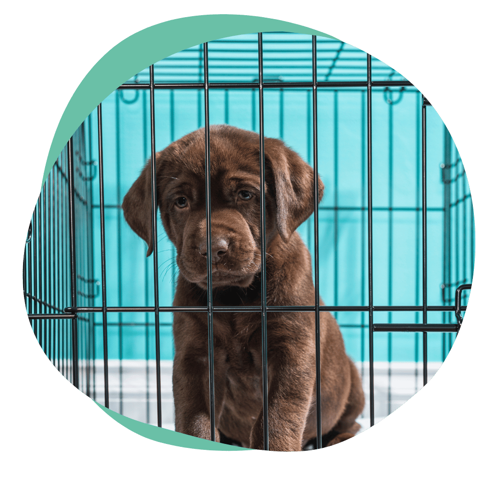 a brown puppy sits in a crate
