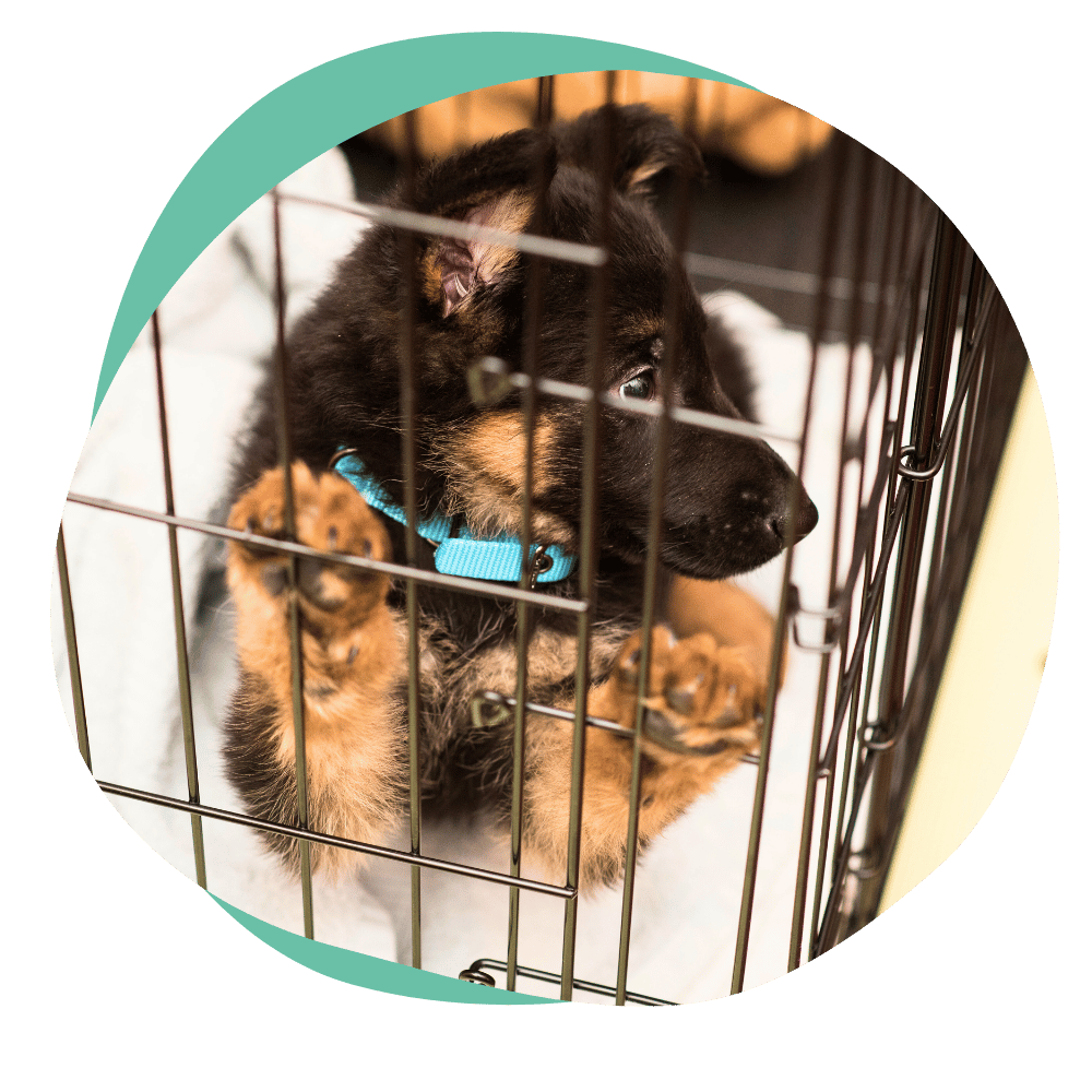 a black and brown German shepherd puppy in a crate with its paws up on the wall
