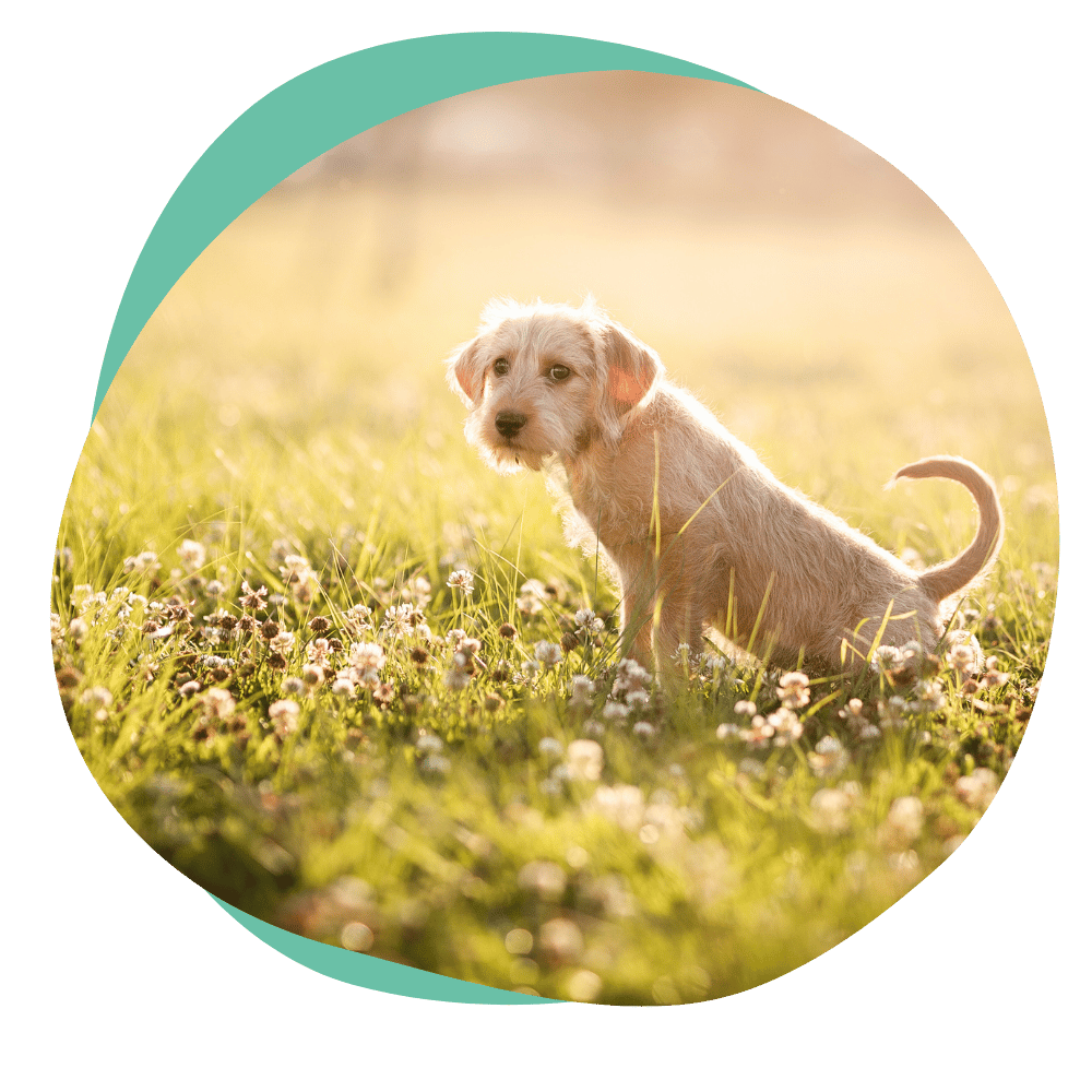 a tan puppy squatting to pee in the grass