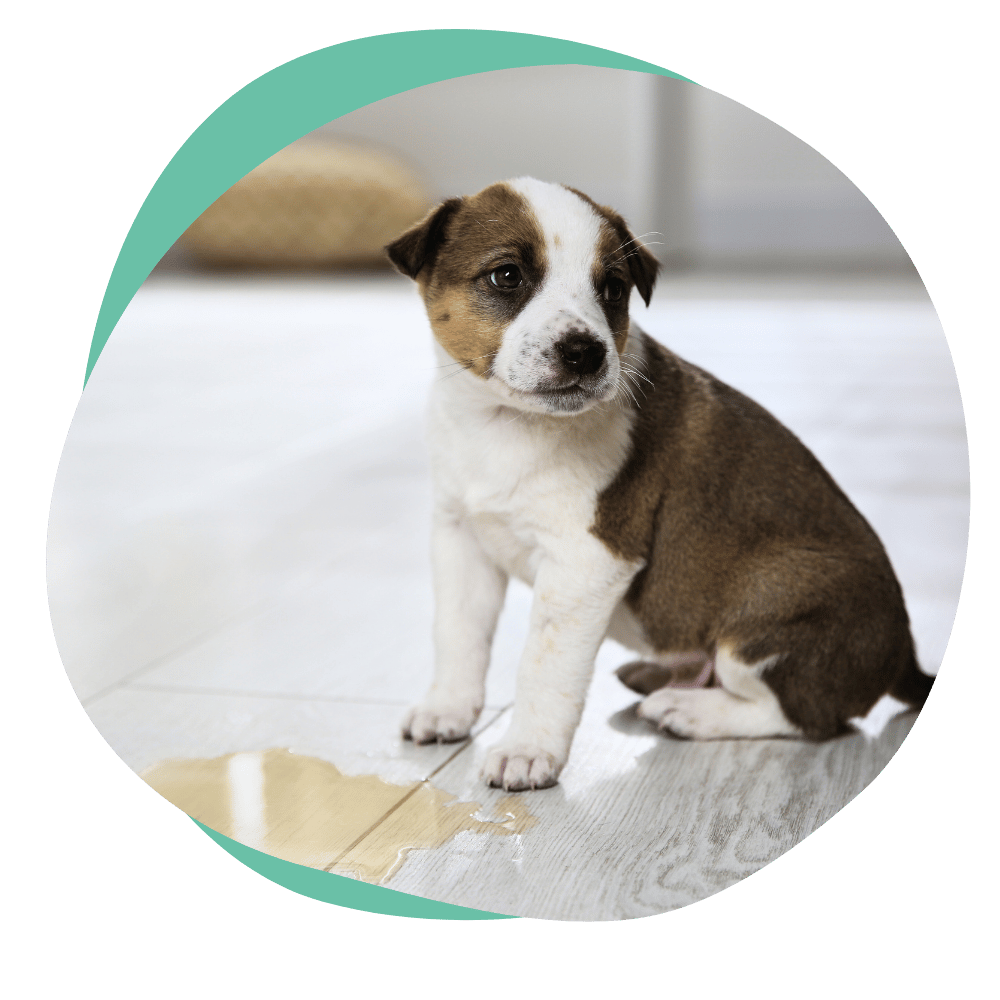 a brown and white puppy sitting next to a puddle of pee