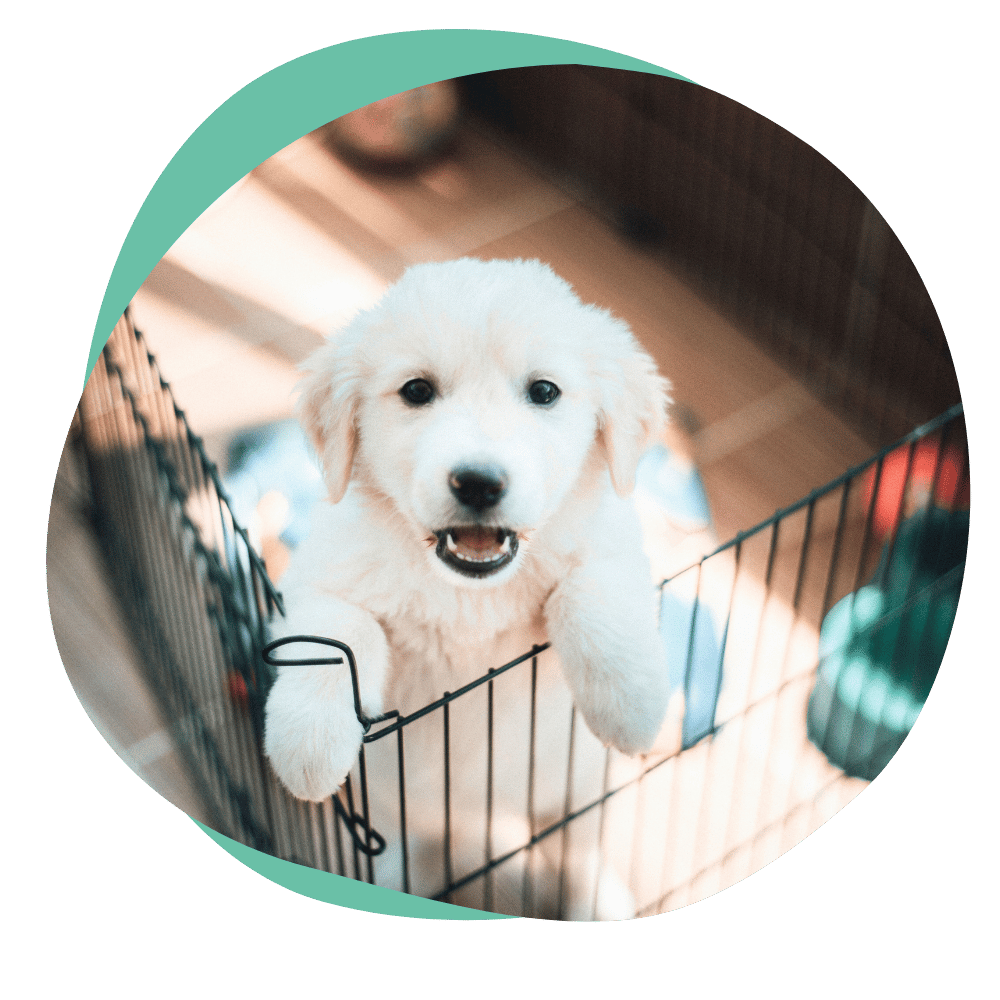 a fluffy white puppy with its paws up on a black metal gate