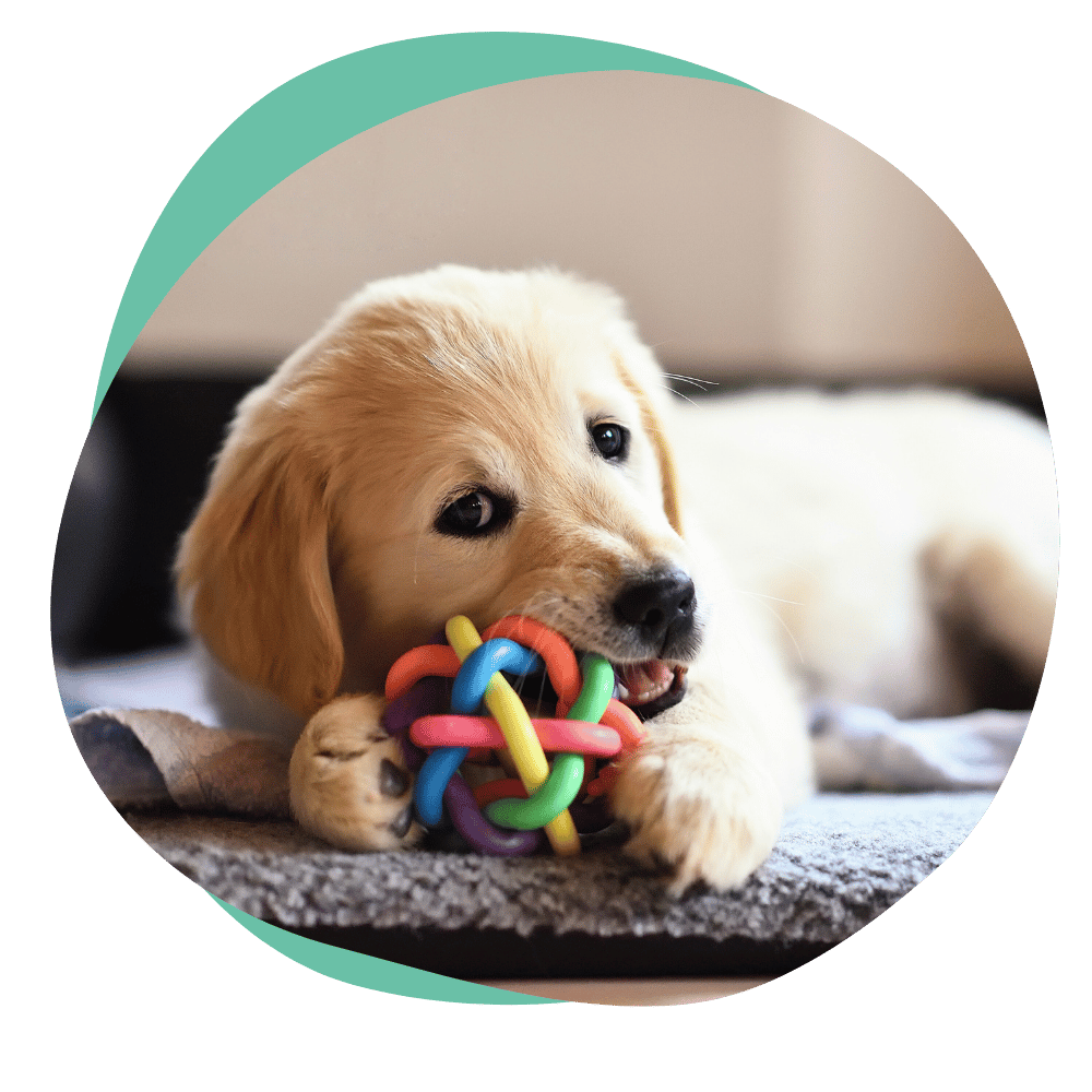 a golden retriever puppy chewing on a multi-colored dog toy