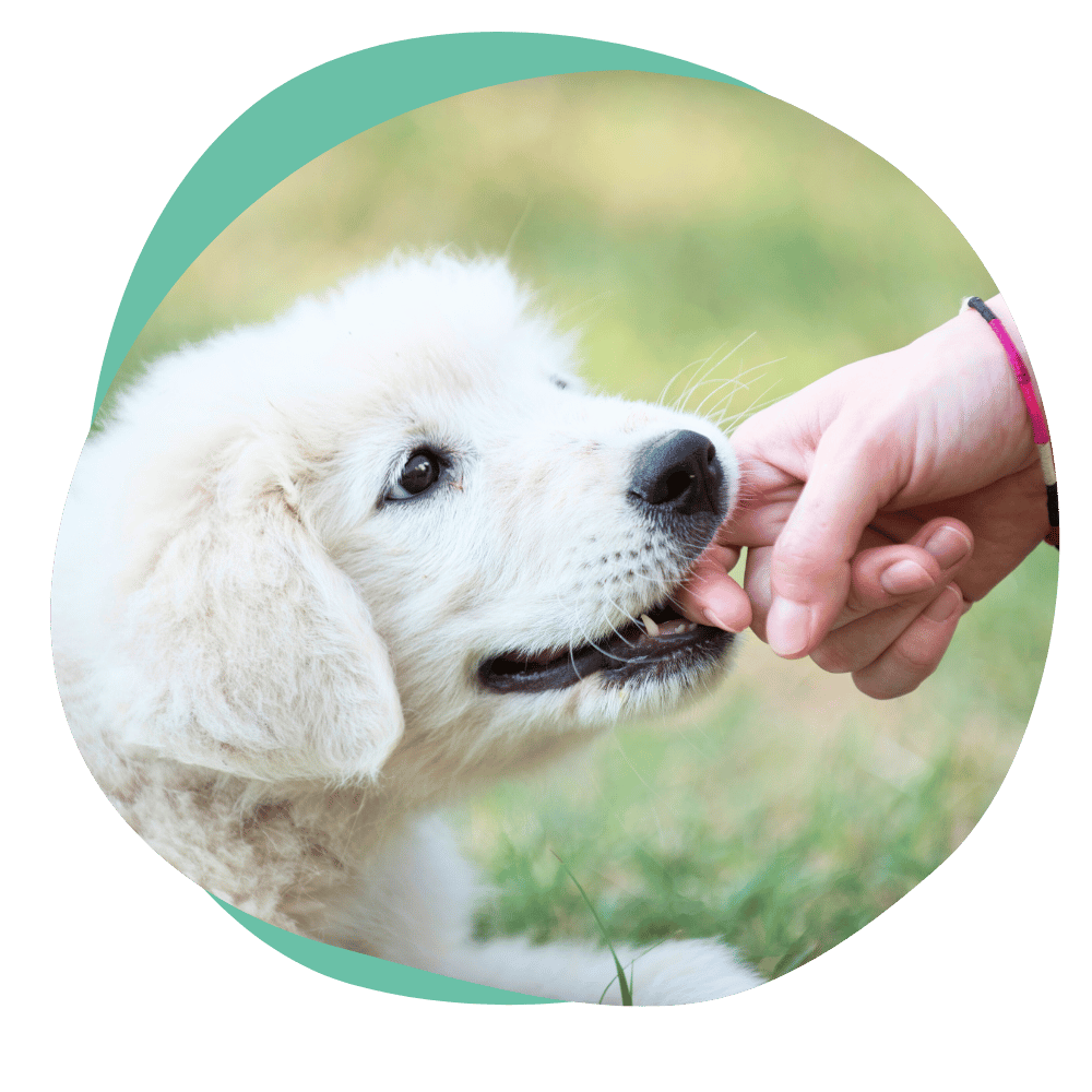 a fluffy white puppy biting a person's finger