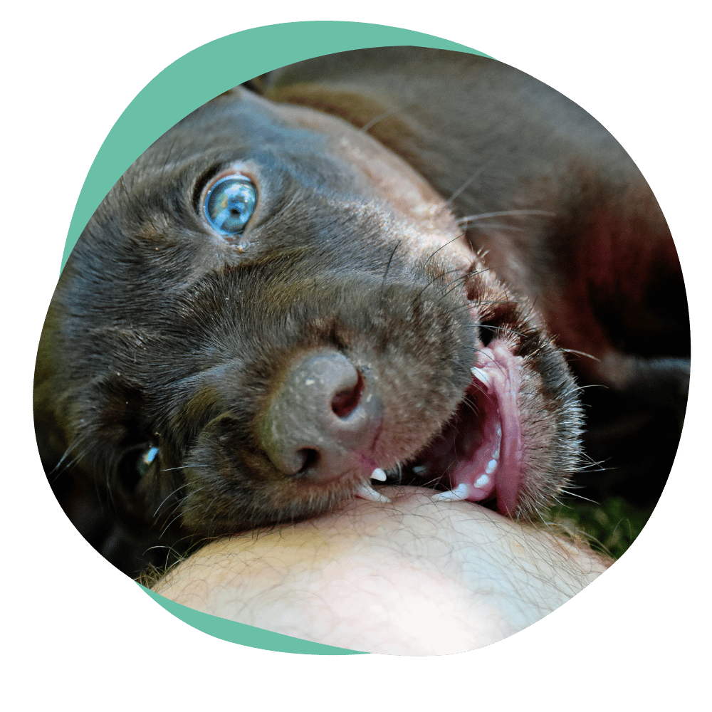 a brown puppy with blue eyes biting a person's leg