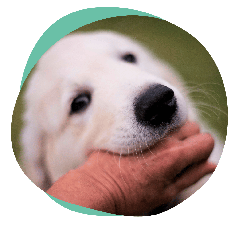 a light colored puppy biting a hand