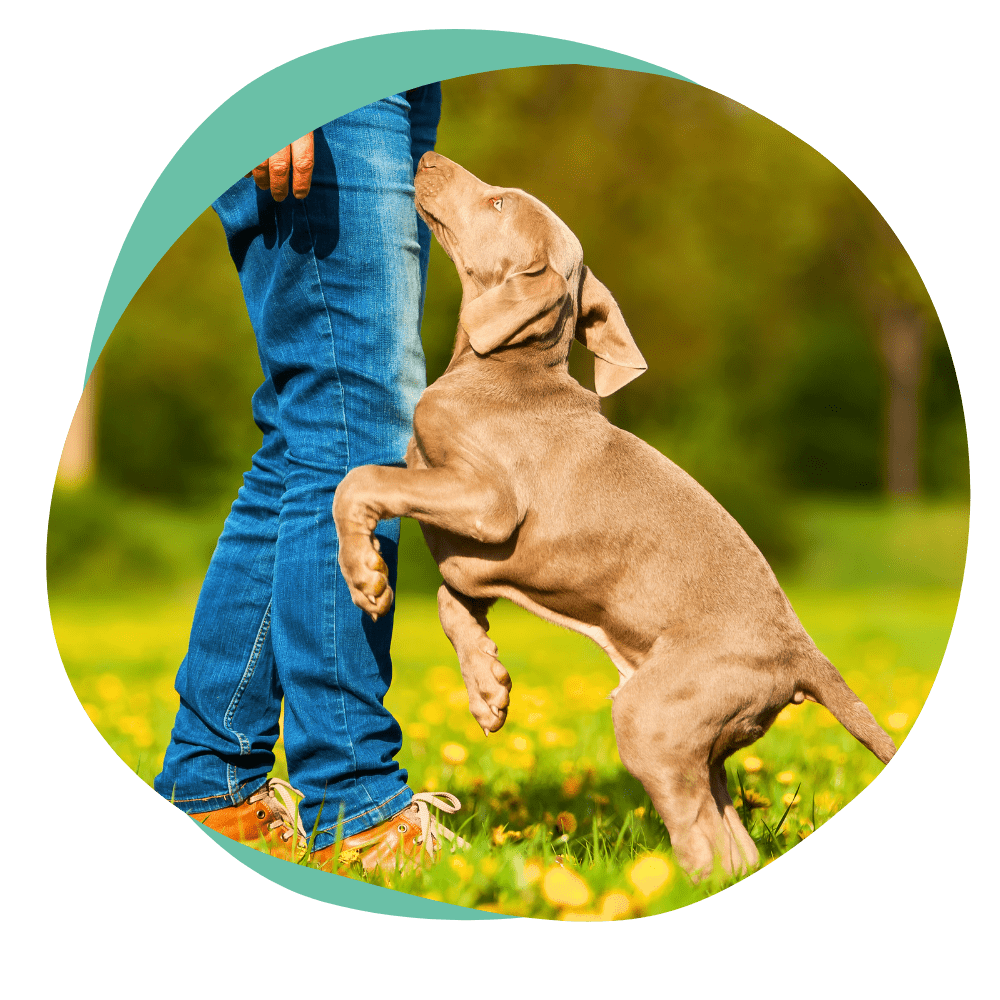 dog jumping on person