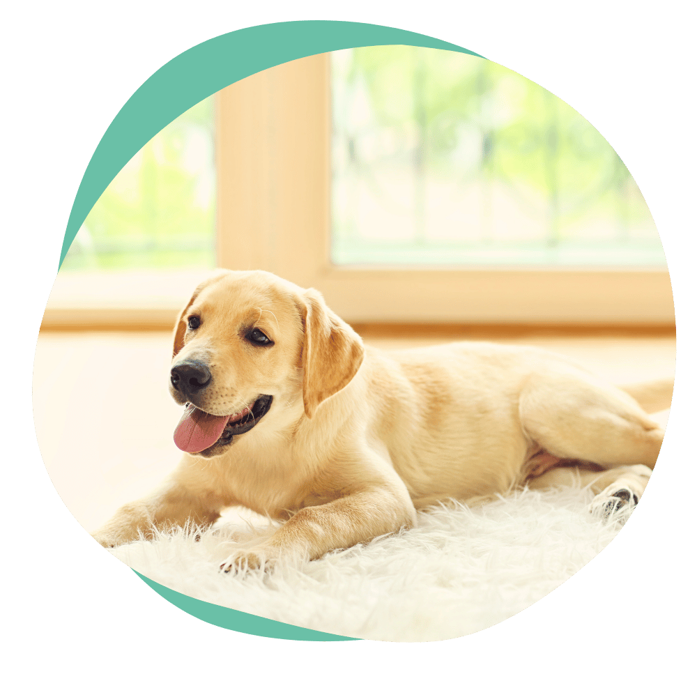 a yellow lab puppy laying on a white mat
