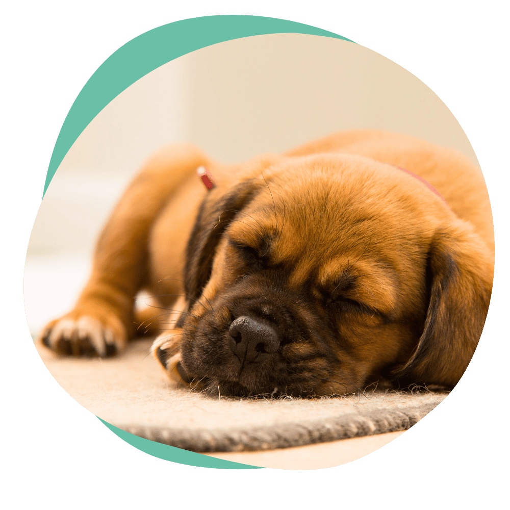 a brown puppy sleeping on a mat