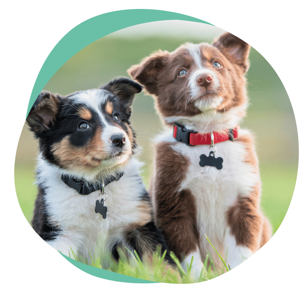 two border collie puppies sitting in the grass looking up at the camera