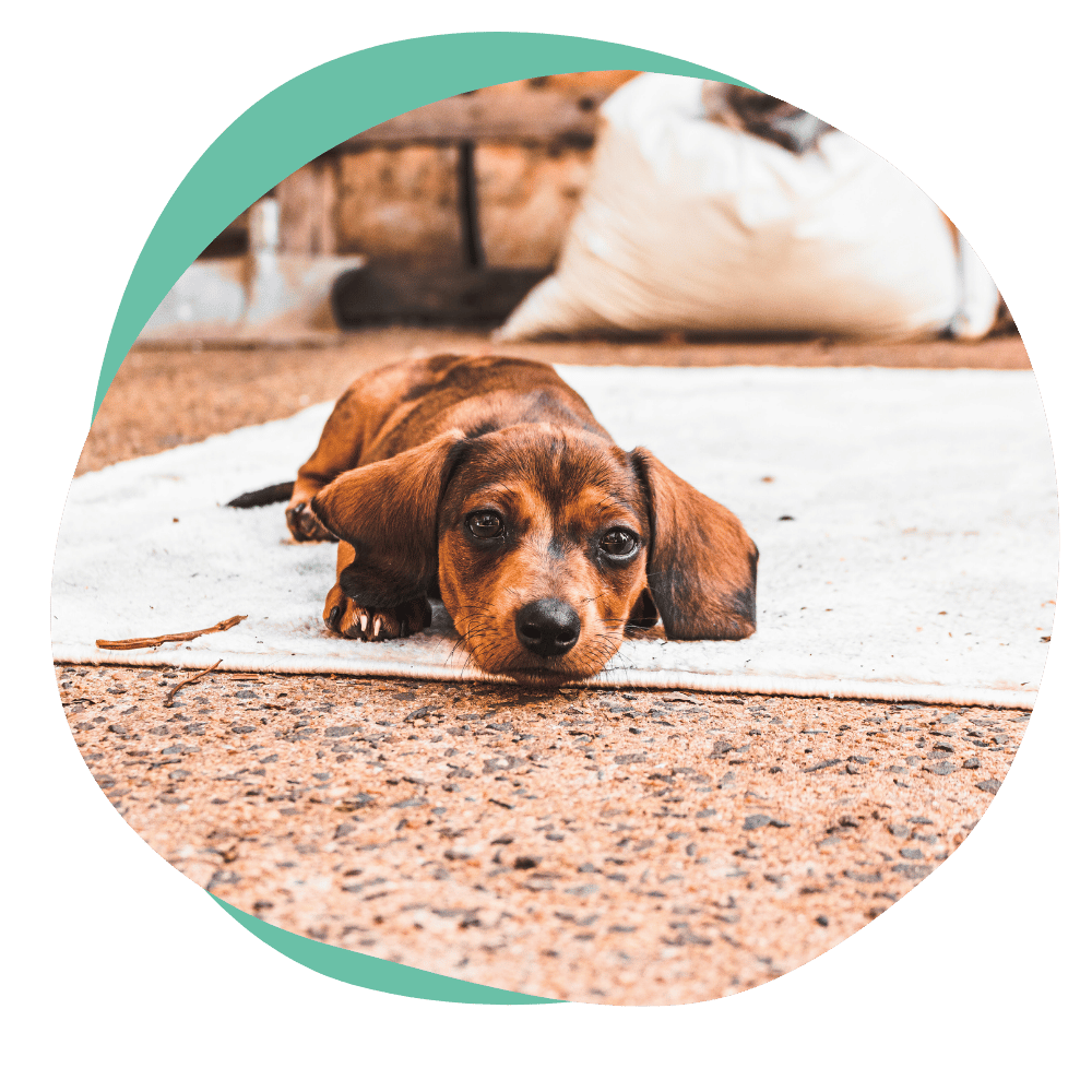 a brown puppy lying down on a white mat