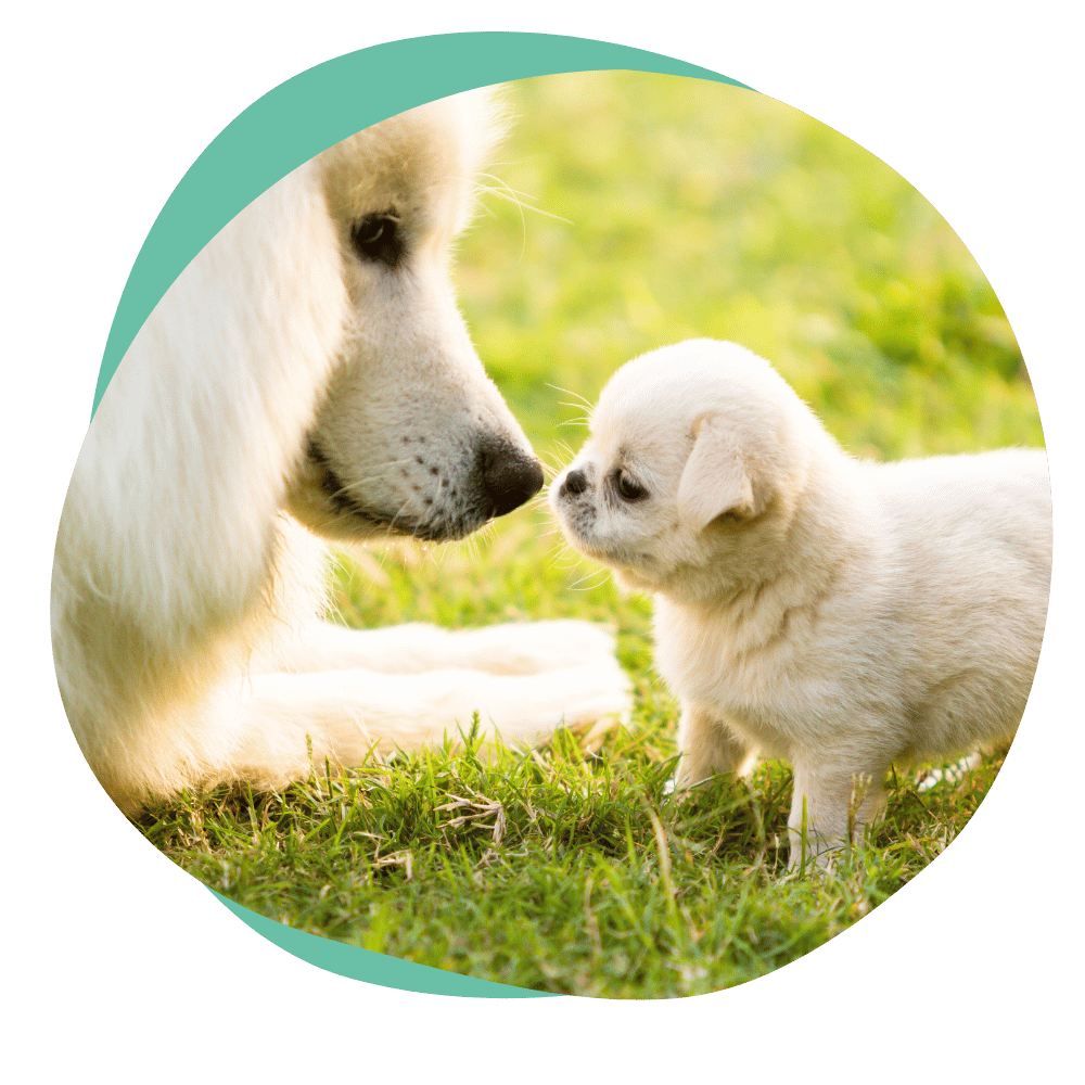 socialization4 a puppy socializing with an adult dog