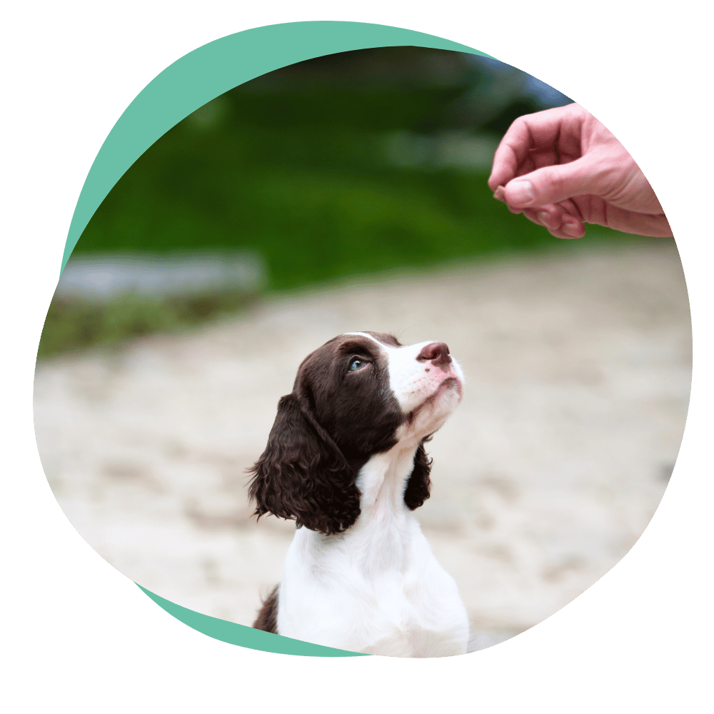 a brown and white puppy in obedience training