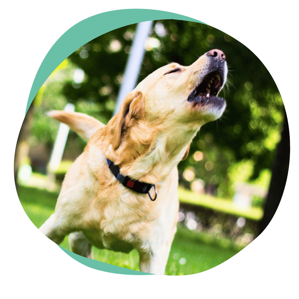 barking dog
