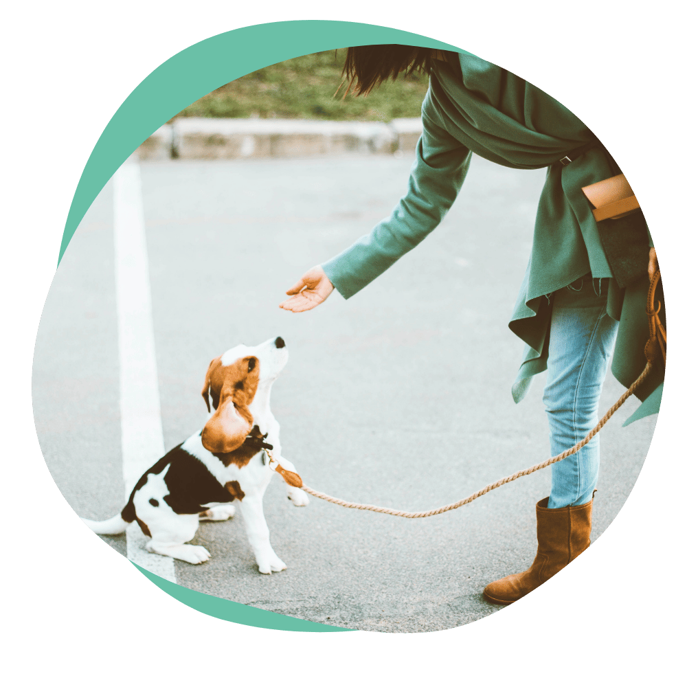 a beagle puppy in obedience training