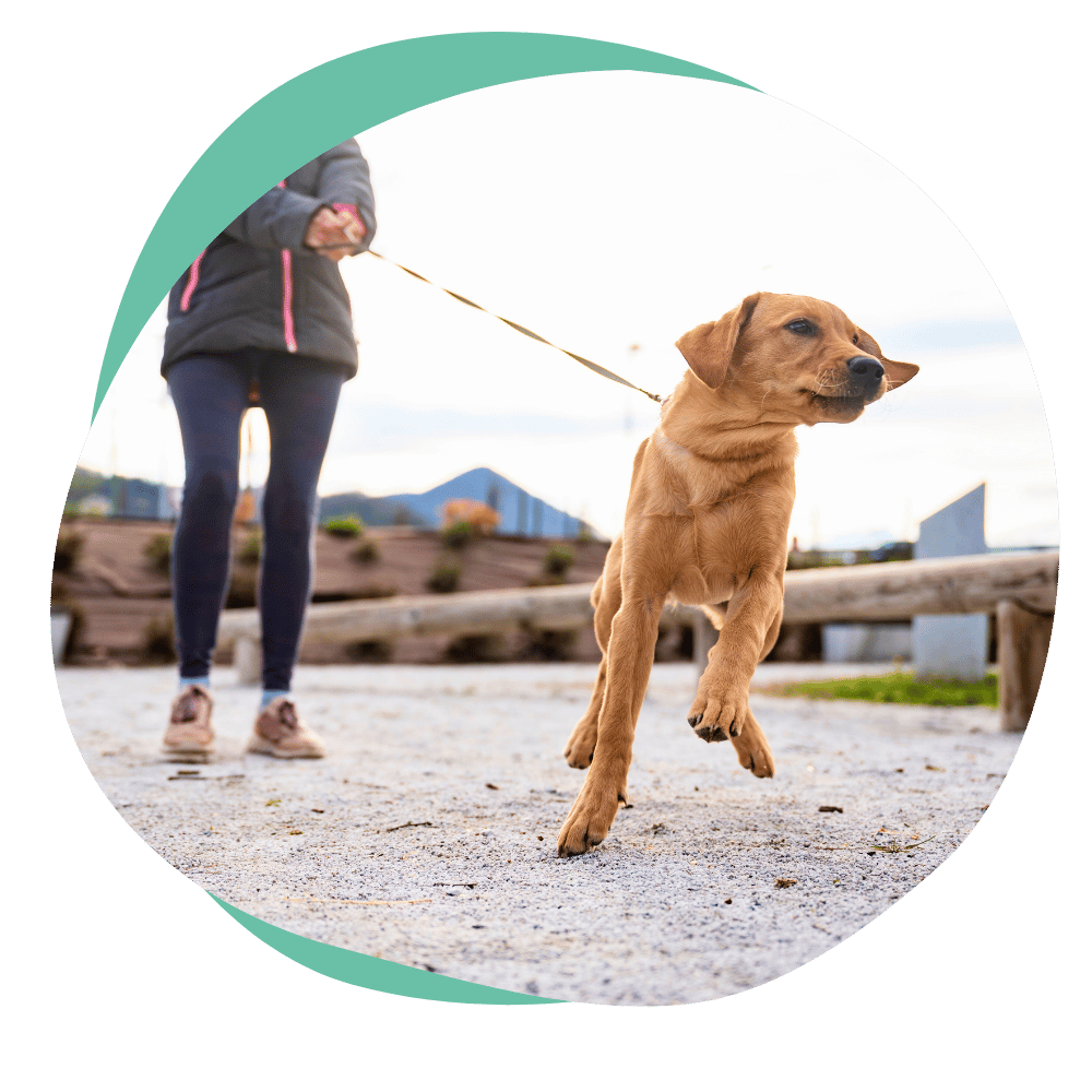pullingonleash dog pulling on leash