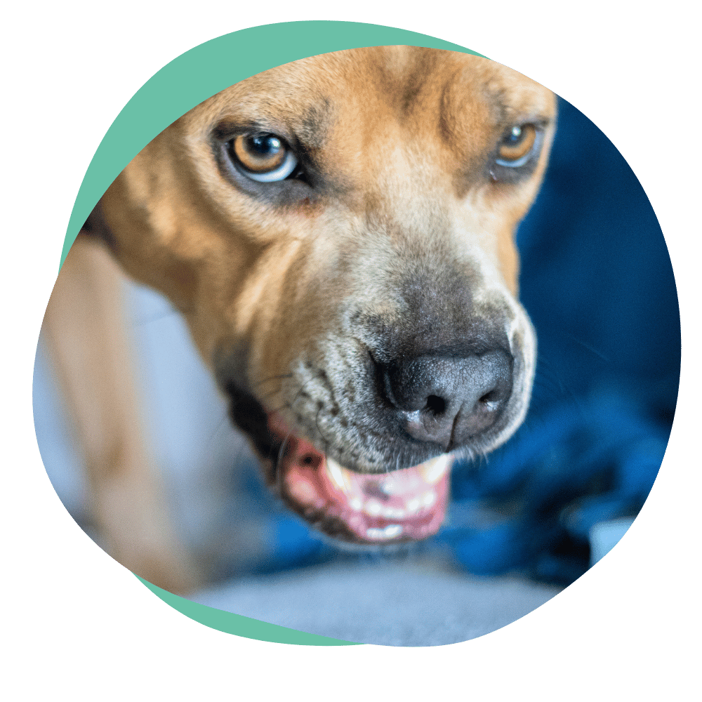 growlingdog food aggressive dog