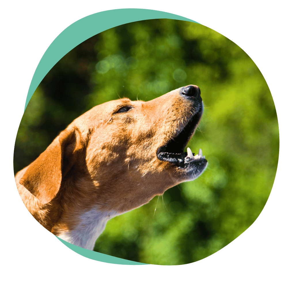 barking dog
